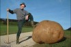 Європа їстиме генетично модифіковану картоплю