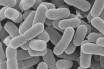 Создан новый генетически модифицированный штамм лактобактерий