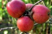  ORGANIC:   ?