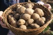 Модифицированный картофель прорвался в Европу