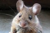 Создана модельная мышь для изучения возникновения и развития рака легких