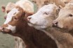 Европейские эксперты признали годным в пищу мясо клонированных животных