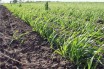Площадь под ГМО-растениями до 2050 года достигнет 250 млн га