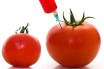 ГМО-томат: устойчив к бактериальной пятнистости