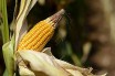 ГМО-кукуруза признана смертельно опасной