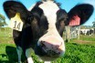 Корова-мутант спасет от аллергии