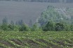 Госсельхозинспекция настаивает на незаконности выращивания ГМО-культур в стране