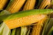 Генно модифицированная кукуруза безопаснее, чем обычная