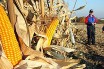 В Украине могут разрешить ГМО-продукцию
