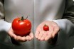 КМУ одобрил имплементацию регламента ЕС относительно ГМО