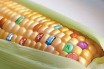 Площадь под ГМО-культурами достигла почти 200 млн га