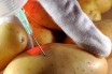 Швейцарцам разрешили эксперименты по выведению ГМО картофеля