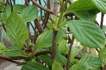 �������� ��������� ����