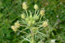 ���������� ������� ����