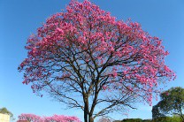 Муравьиное дерево фото