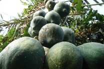 ������ ����