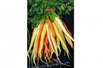 Морковь обыкновенная фото