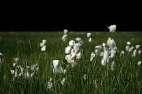 ������ ������������� ����