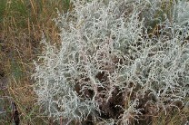 ������ ���������� ����